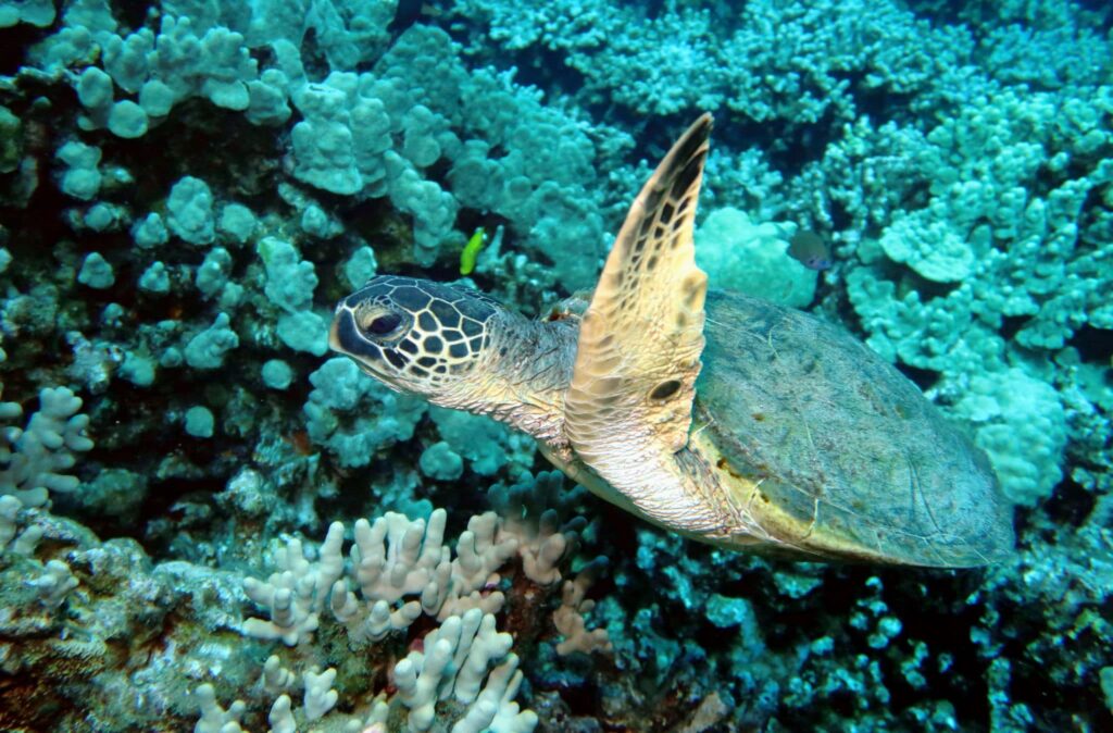 Hawaiian Sea Turtle