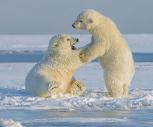 Alaska Cruises