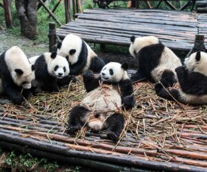 Pandas_Chengdu_China