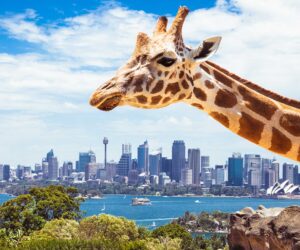 Taronga Zoo_Sydney_Australia