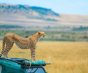 Viator - Maasai Mara