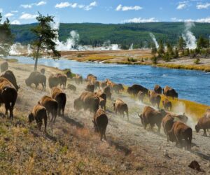 Viator - Yellowstone National Park